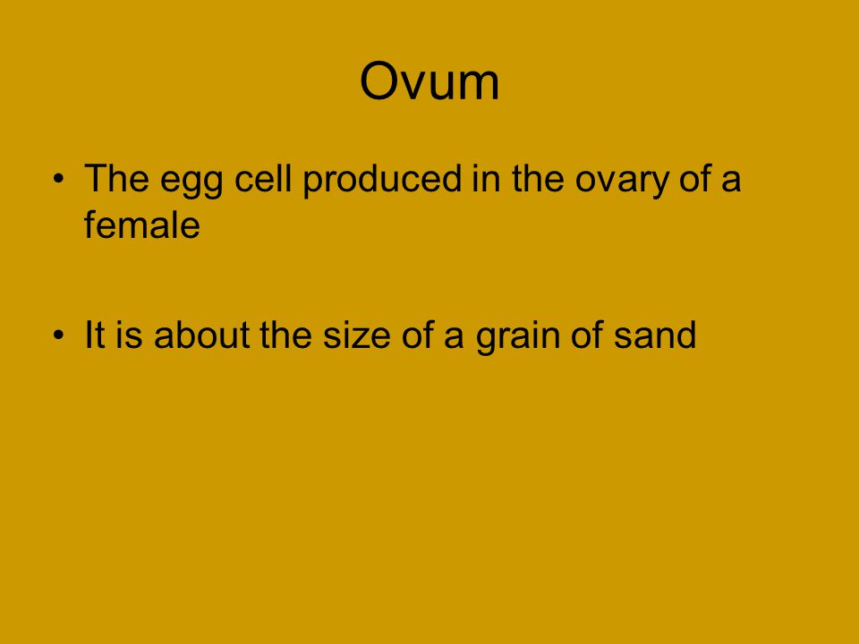 Ovum The egg cell produced in the ovary of a female It is about the size of a grain of sand