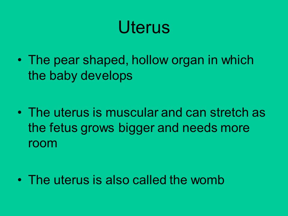 Uterus The pear shaped, hollow organ in which the baby develops The uterus is muscular and can stretch as the fetus grows bigger and needs more room The uterus is also called the womb