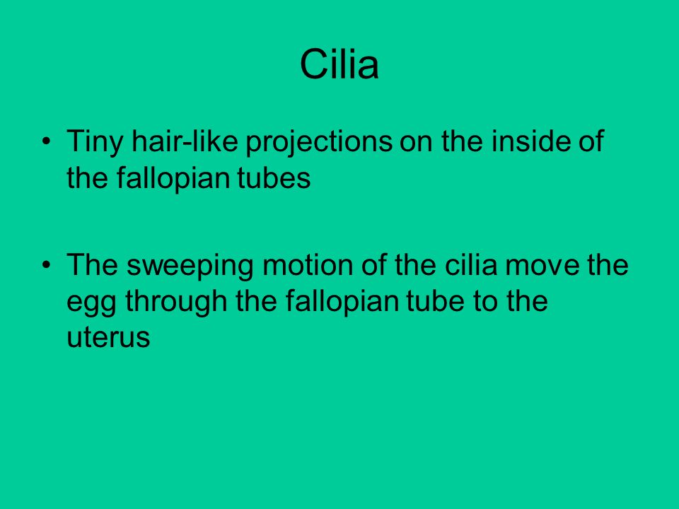 Cilia Tiny hair-like projections on the inside of the fallopian tubes The sweeping motion of the cilia move the egg through the fallopian tube to the uterus