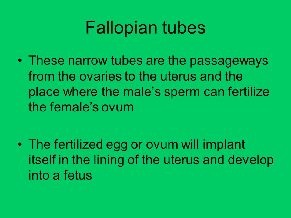 Fallopian tubes These narrow tubes are the passageways from the ovaries to the uterus and the place where the male’s sperm can fertilize the female’s ovum The fertilized egg or ovum will implant itself in the lining of the uterus and develop into a fetus