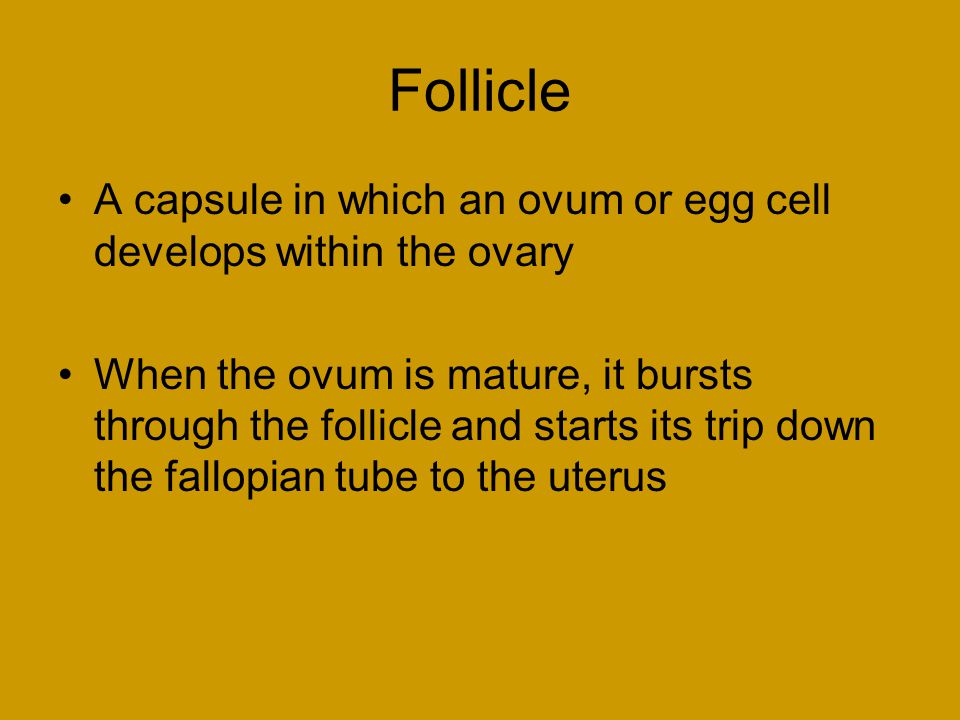 Follicle A capsule in which an ovum or egg cell develops within the ovary When the ovum is mature, it bursts through the follicle and starts its trip down the fallopian tube to the uterus
