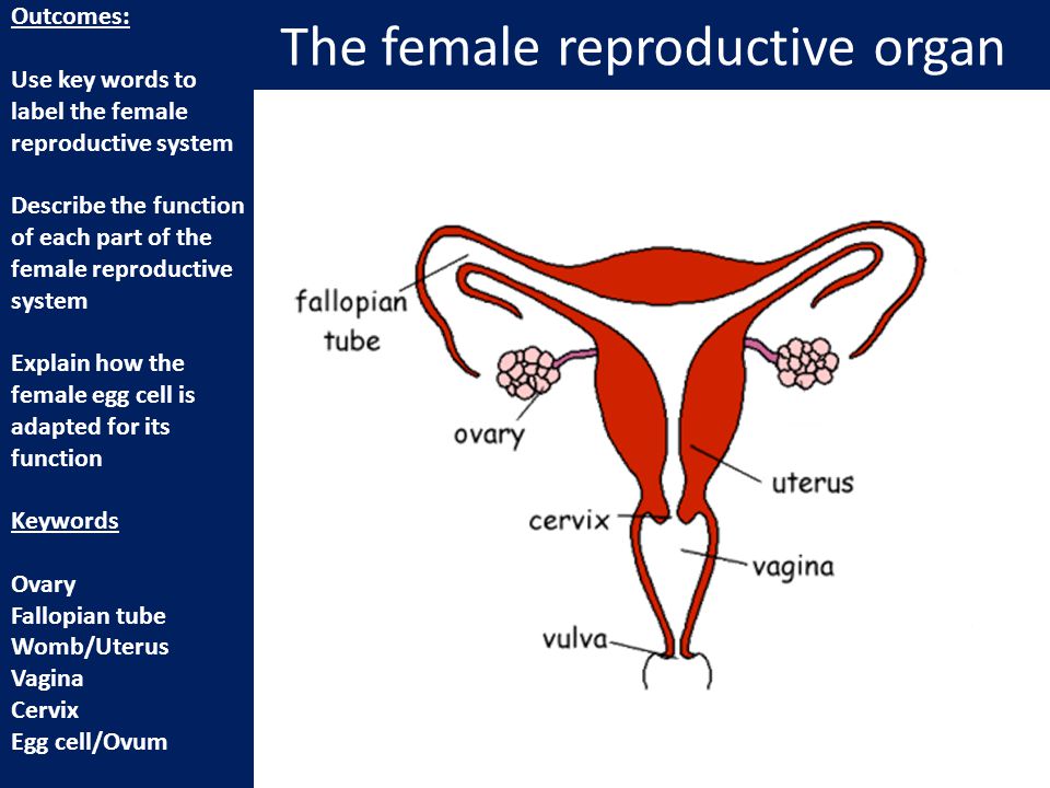 Female reproductive system with labels and functions