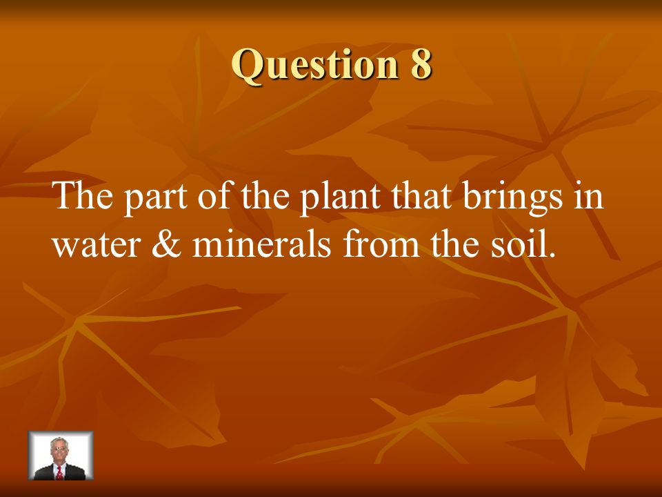 Answer 7 What is – the stem