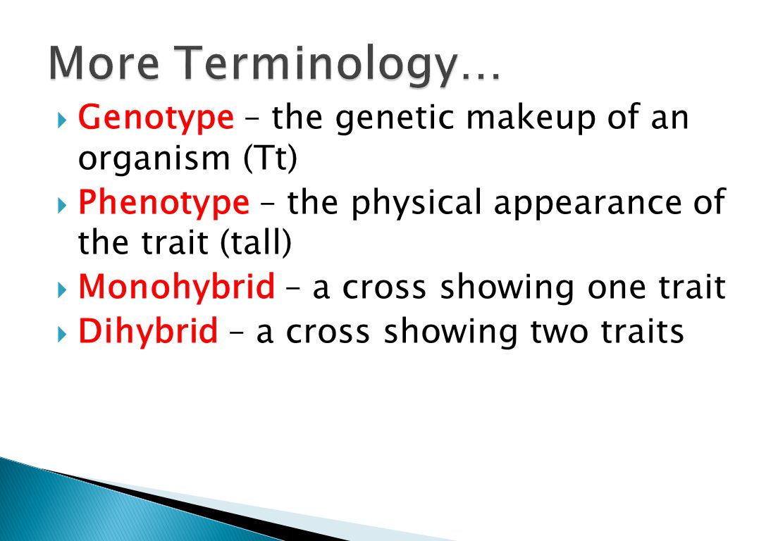  Genotype – the genetic makeup of an organism (Tt)  Phenotype – the physical appearance of the trait (tall)  Monohybrid – a cross showing one trait  Dihybrid – a cross showing two traits