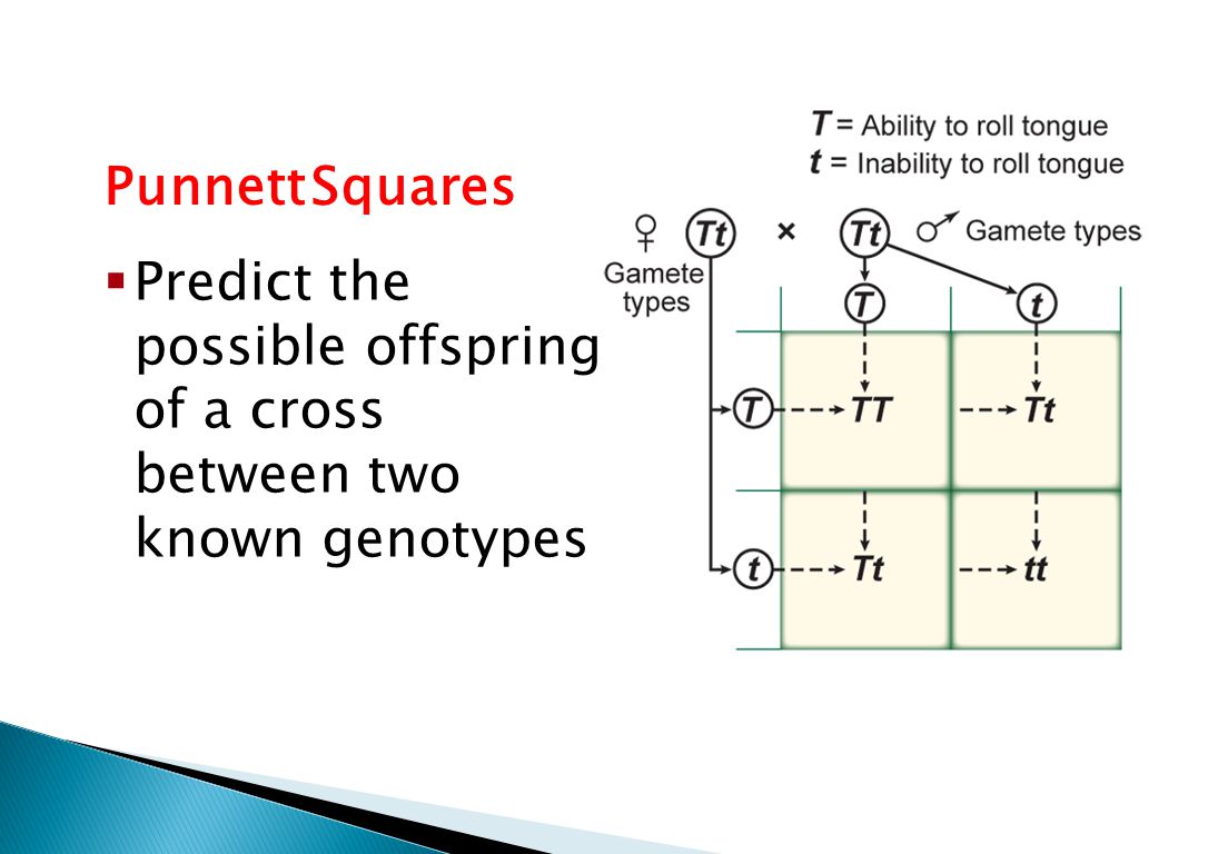 Sexual Reproduction and Genetics Punnett Squares  Predict the possible offspring of a cross between two known genotypes