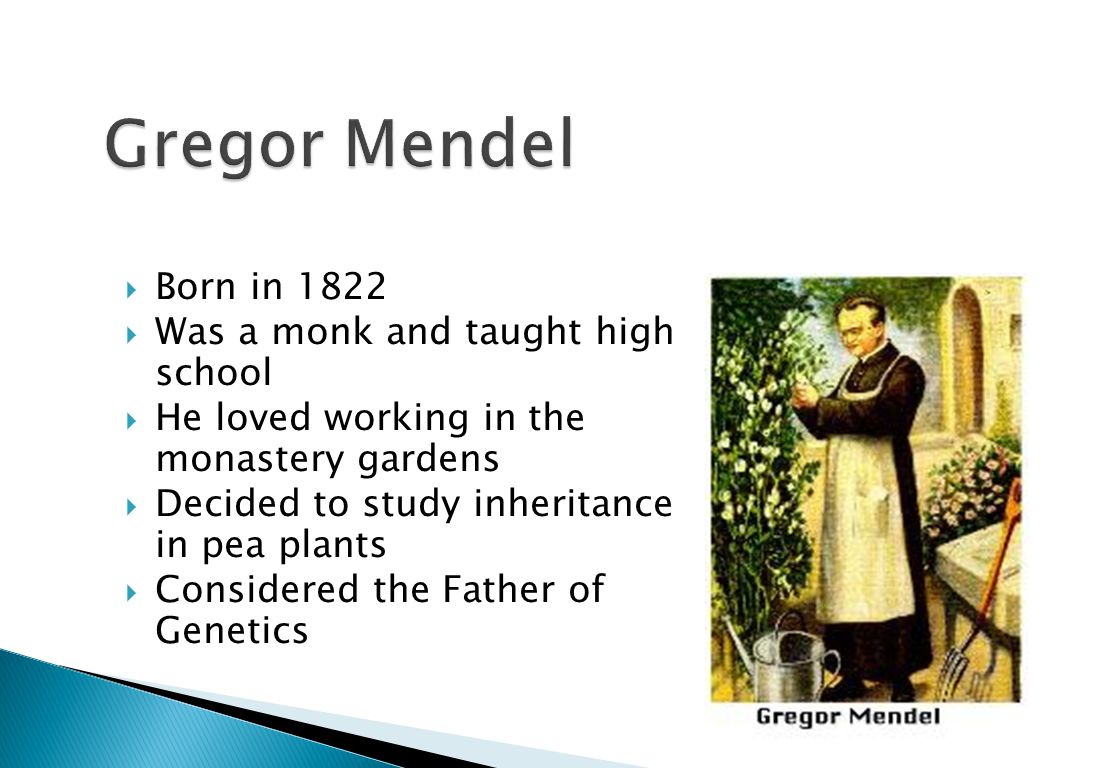  Born in 1822  Was a monk and taught high school  He loved working in the monastery gardens  Decided to study inheritance in pea plants  Considered the Father of Genetics