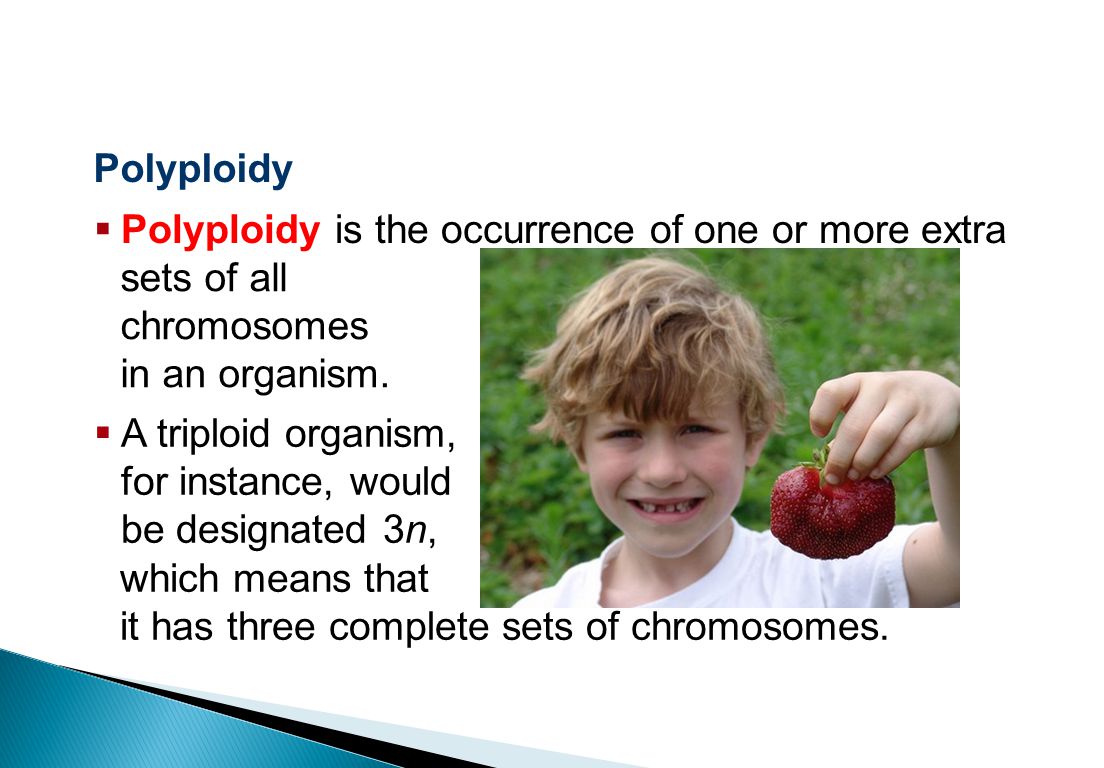 Polyploidy Sexual Reproduction and Genetics  Polyploidy is the occurrence of one or more extra sets of all chromosomes in an organism.
