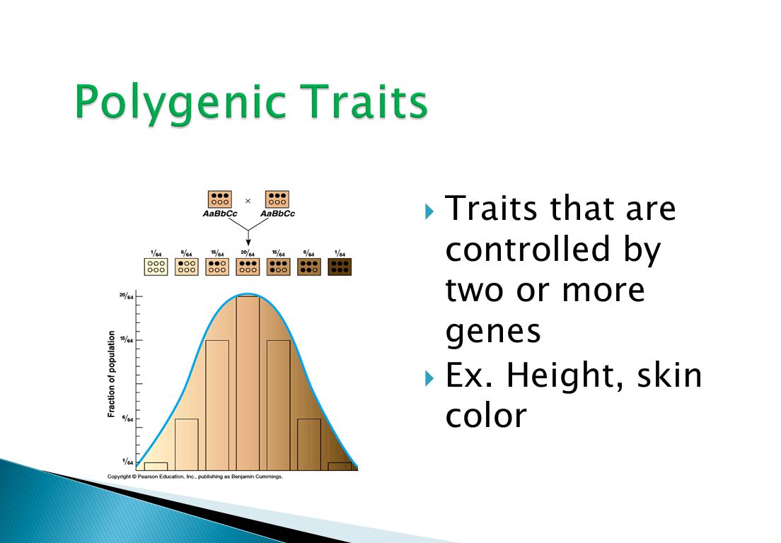  Traits that are controlled by two or more genes  Ex. Height, skin color