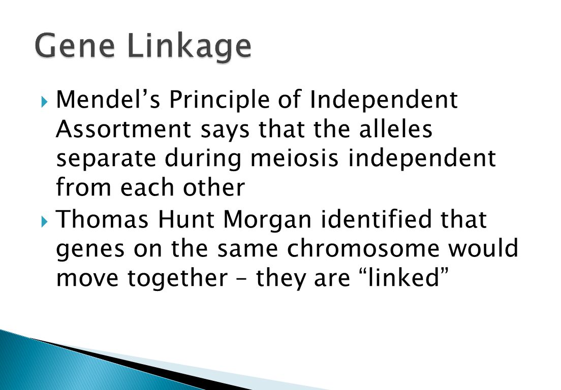  Mendel’s Principle of Independent Assortment says that the alleles separate during meiosis independent from each other  Thomas Hunt Morgan identified that genes on the same chromosome would move together – they are linked