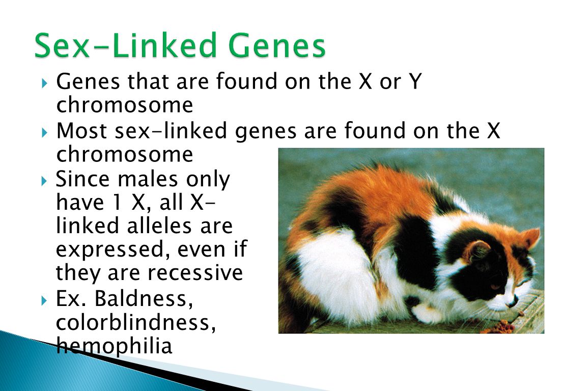  Genes that are found on the X or Y chromosome  Most sex-linked genes are found on the X chromosome  Since males only have 1 X, all X- linked alleles are expressed, even if they are recessive  Ex.