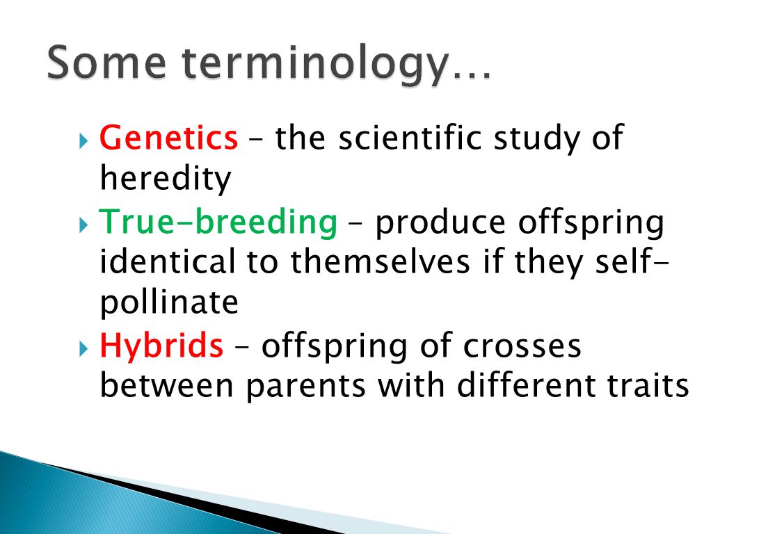  Genetics – the scientific study of heredity  True-breeding – produce offspring identical to themselves if they self- pollinate  Hybrids – offspring of crosses between parents with different traits