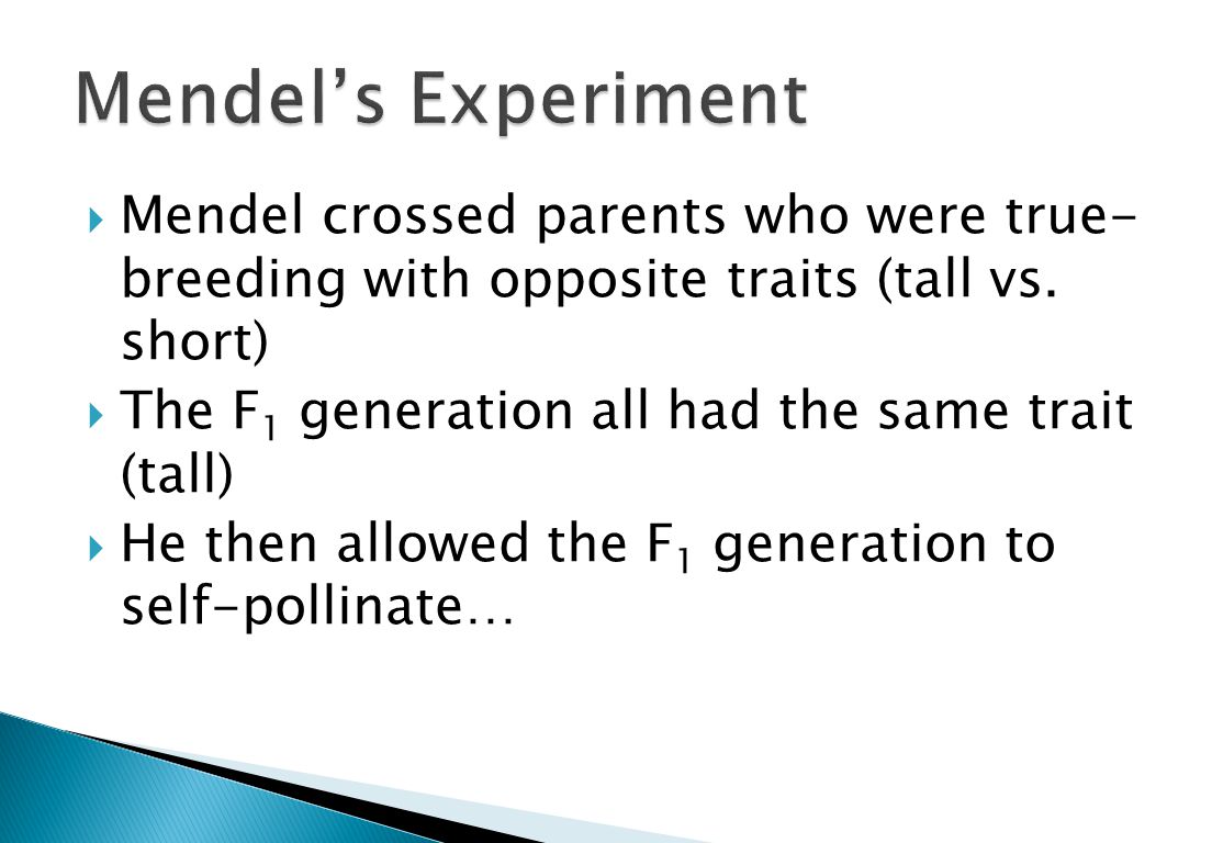  Mendel crossed parents who were true- breeding with opposite traits (tall vs.
