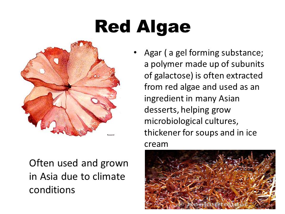 Beskæftiget job hård Algae Kelp/ Brown Algae, Green Algae, and Red Algae. - ppt download