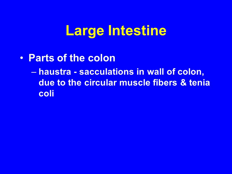 Large Intestine Parts of the colon –haustra - sacculations in wall of colon, due to the circular muscle fibers & tenia coli