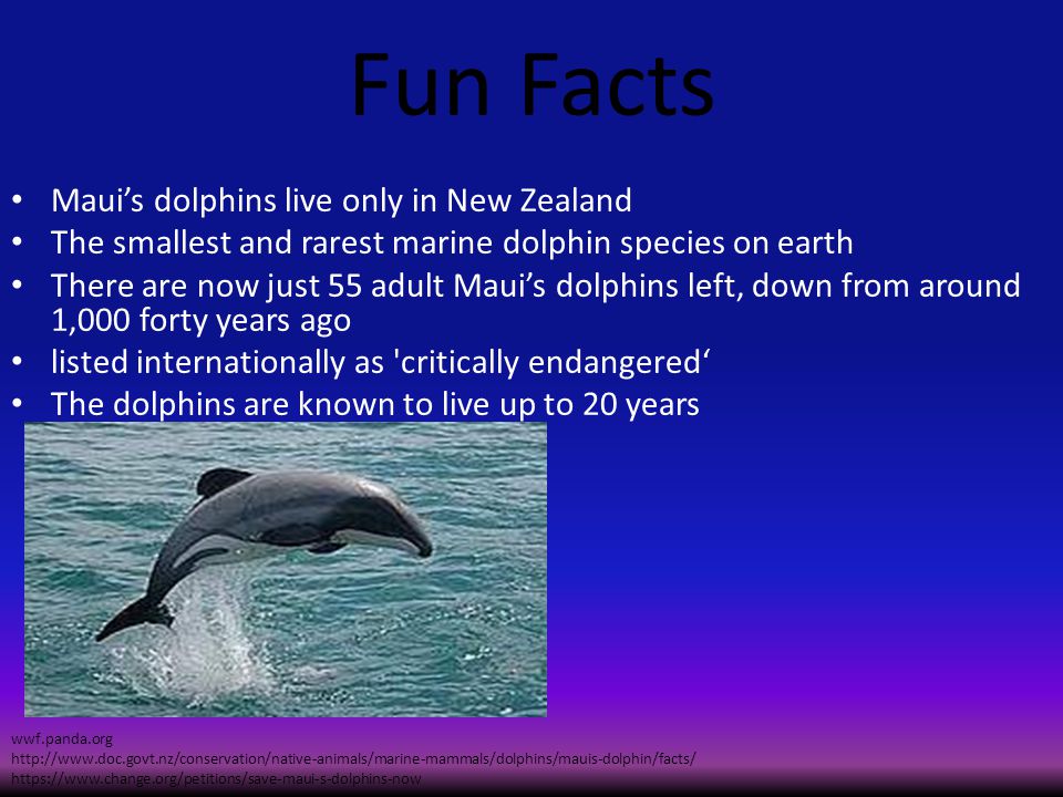 Английский про дельфинов. Проект про дельфинов афалинов. Дельфин на английском языке. Информации о дельфинах на английском. Проект про дельфинов на английском.