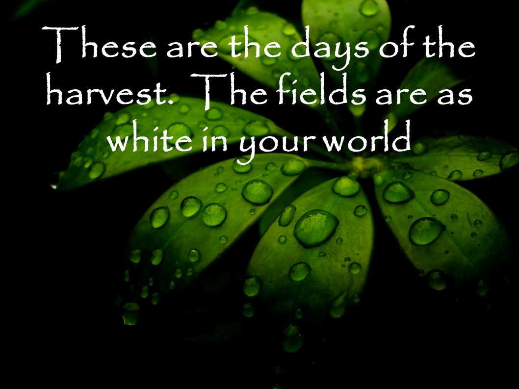These are the days of the harvest. The fields are as white in your world