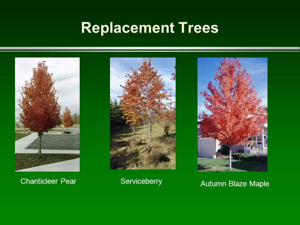 Autumn Blaze Maple Tree Pros And Cons
