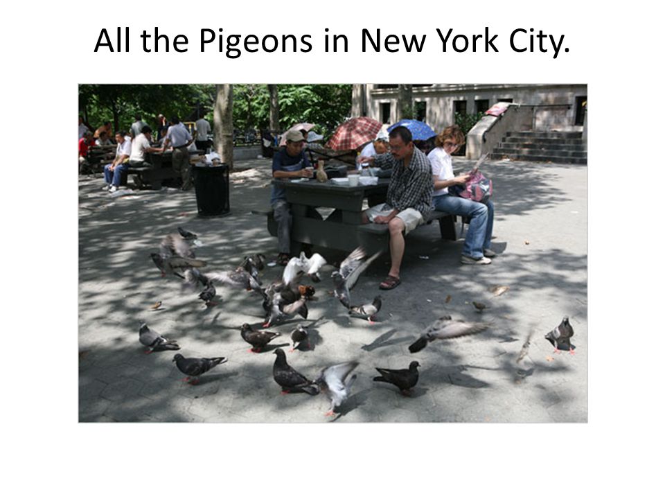 All the Pigeons in New York City.