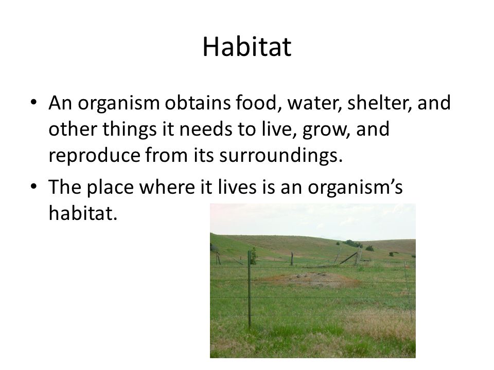 Habitat An organism obtains food, water, shelter, and other things it needs to live, grow, and reproduce from its surroundings.