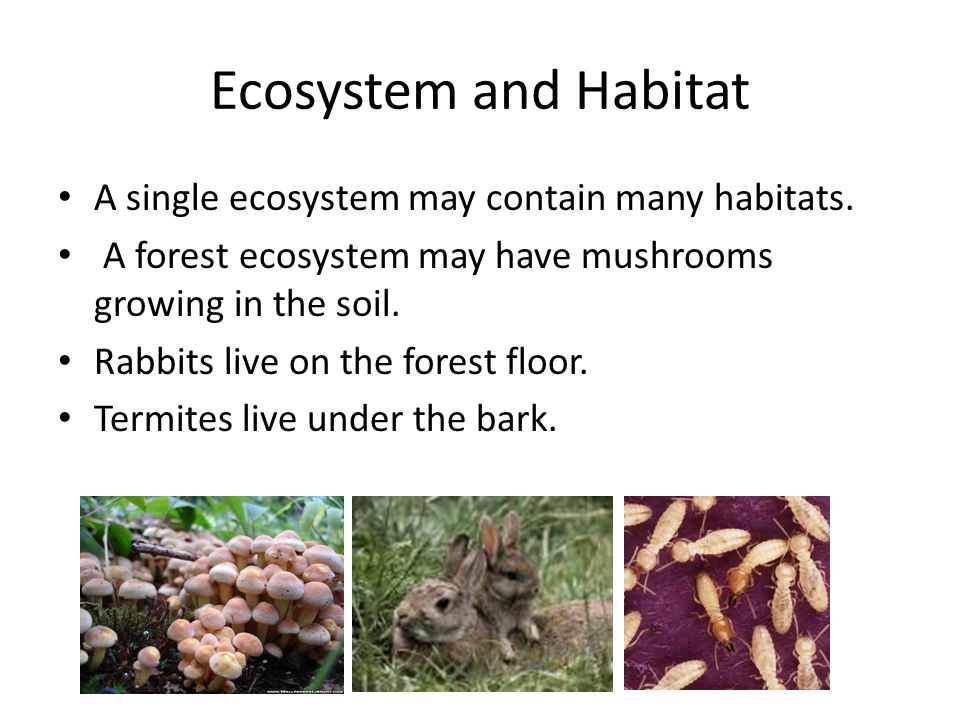 Ecosystem and Habitat A single ecosystem may contain many habitats.