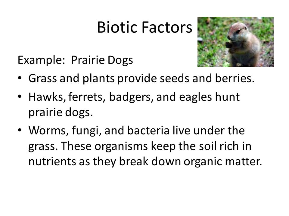 Biotic Factors Example: Prairie Dogs Grass and plants provide seeds and berries.