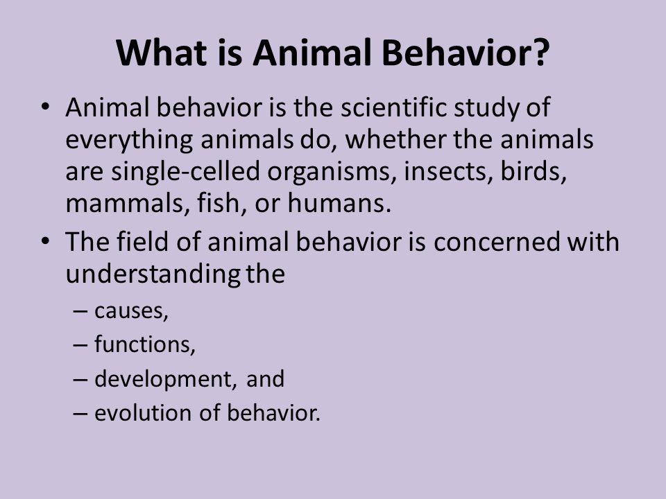 Animal Behavior Why do we study it?. What is Animal Behavior? Animal  behavior is the scientific study of everything animals do, whether the  animals are. - ppt download