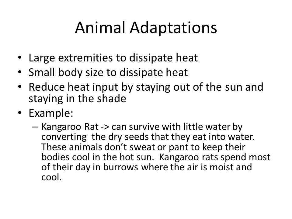Animal Adaptations Large extremities to dissipate heat Small body size to dissipate heat Reduce heat input by staying out of the sun and staying in the shade Example: – Kangaroo Rat -> can survive with little water by converting the dry seeds that they eat into water.