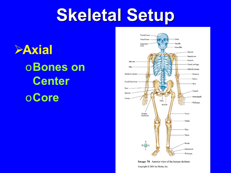  Axial oBones on Center oCore Skeletal Setup