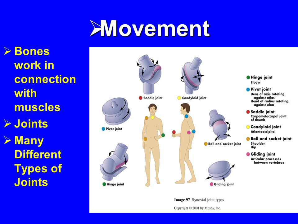  Movement  Bones work in connection with muscles  Joints  Many Different Types of Joints