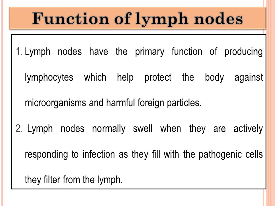 1.Lymph nodes have the primary function of producing lymphocytes which help protect the body against microorganisms and harmful foreign particles.