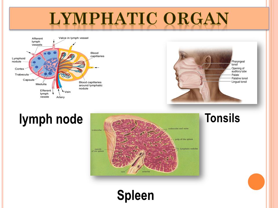 lymph node Tonsils Spleen