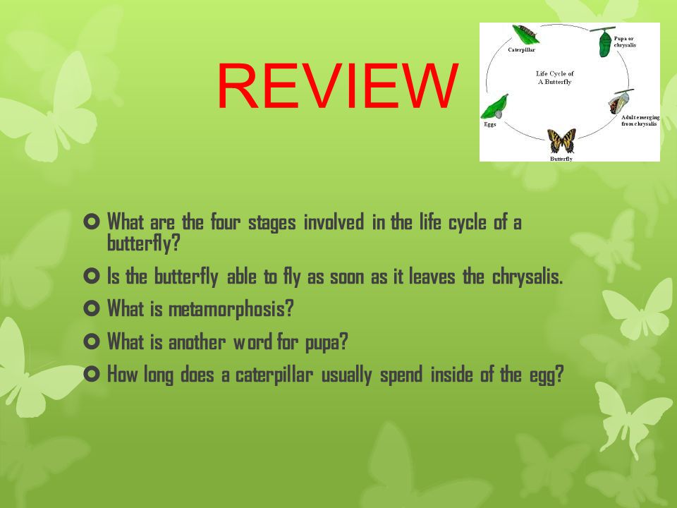 REVIEW  What are the four stages involved in the life cycle of a butterfly.