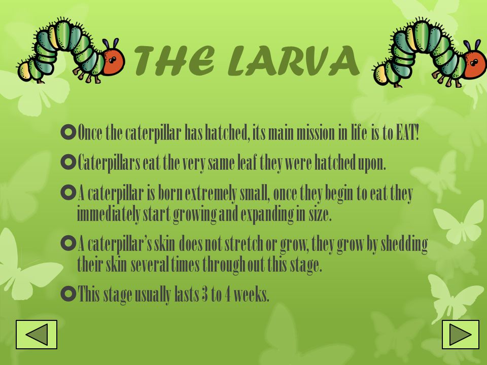 THE LARVA  Once the caterpillar has hatched, its main mission in life is to EAT.