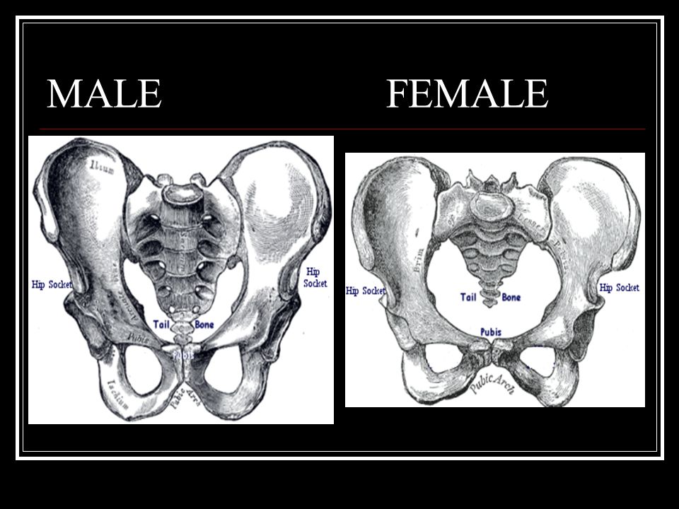 Pelvic Girdle. AKA 'Innominate Bones', pelvis, coxa. - ppt download