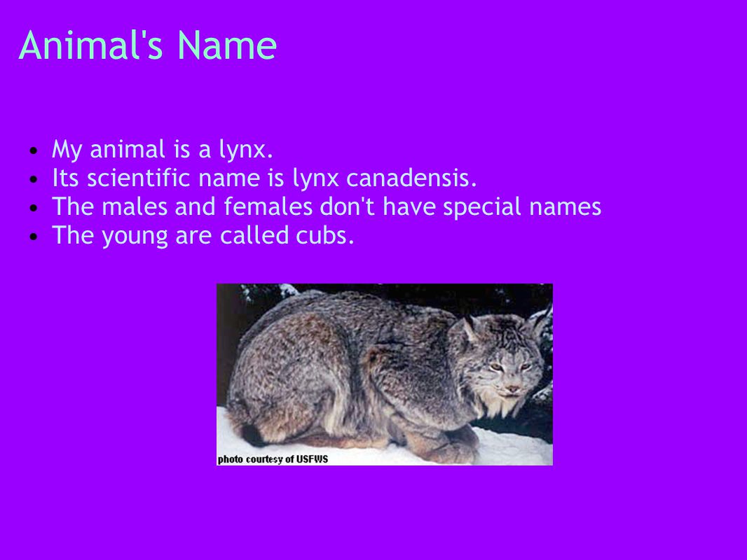Maine Animals Lynx By: Savannah Silke. Animal's Name My animal is a lynx.  Its scientific name is lynx canadensis. The males and females don't have  special. - ppt download