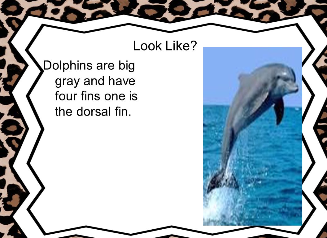 Look Like Dolphins are big gray and have four fins one is the dorsal fin.