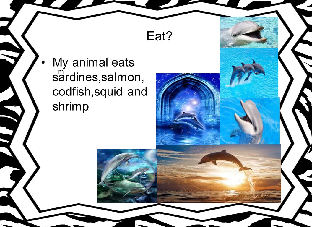 Eat My animal eats sardines,salmon, codfish,squid and shrimp m