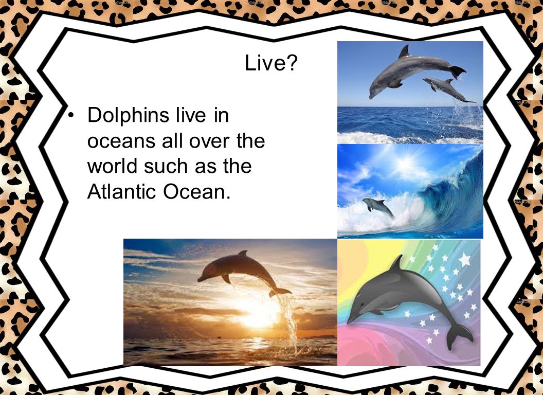 Live Dolphins live in oceans all over the world such as the Atlantic Ocean.