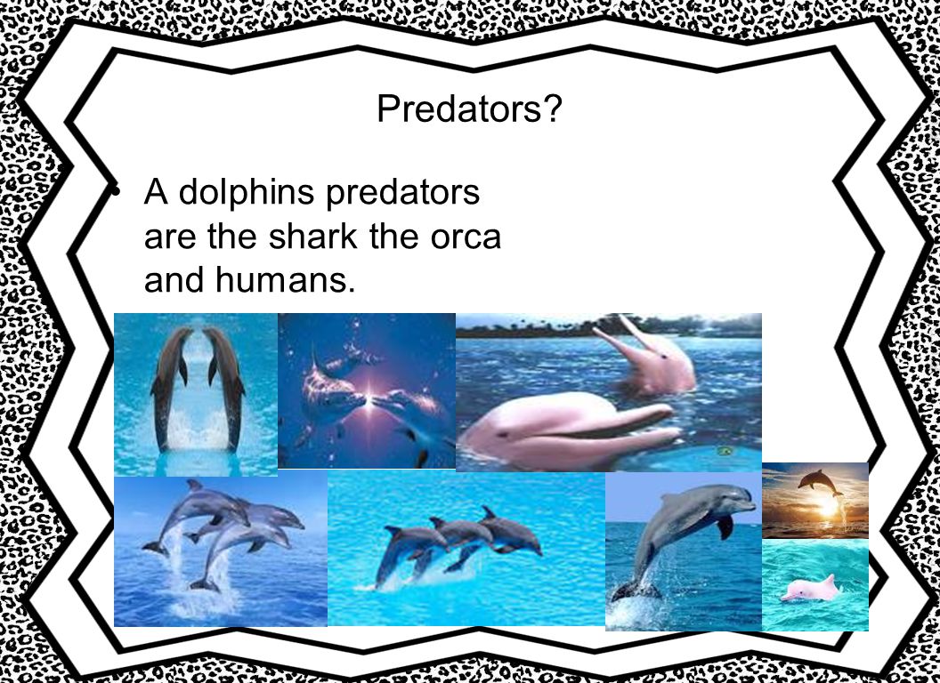 Predators A dolphins predators are the shark the orca and humans.