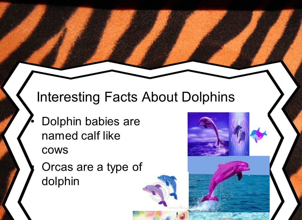 Interesting Facts About Dolphins Dolphin babies are named calf like cows Orcas are a type of dolphin