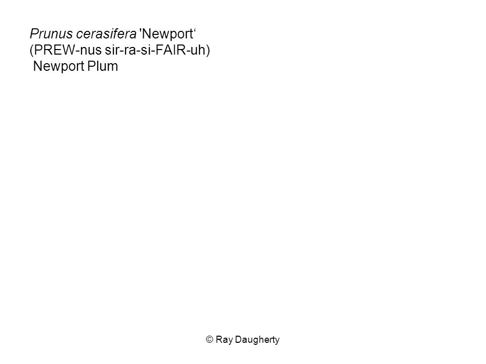 Prunus cerasifera Newport‘ (PREW-nus sir-ra-si-FAIR-uh) Newport Plum