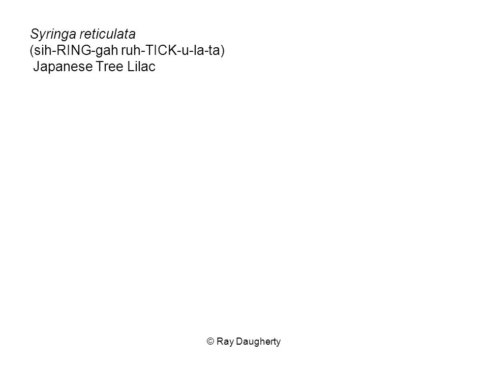 Syringa reticulata (sih-RING-gah ruh-TICK-u-la-ta) Japanese Tree Lilac
