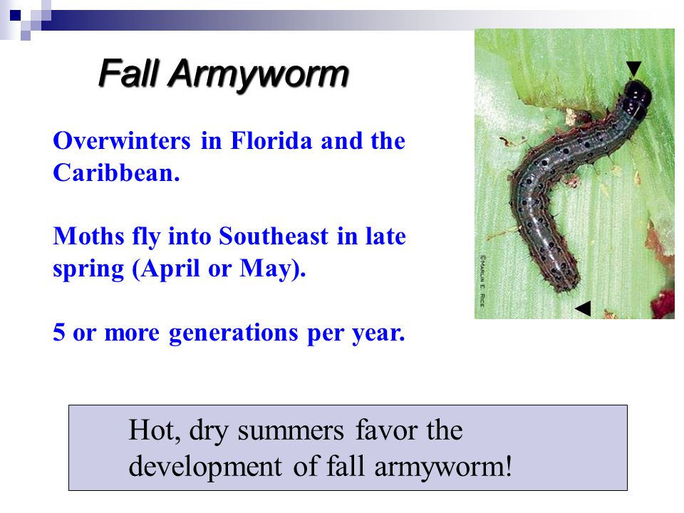 Hot, dry summers favor the development of fall armyworm.