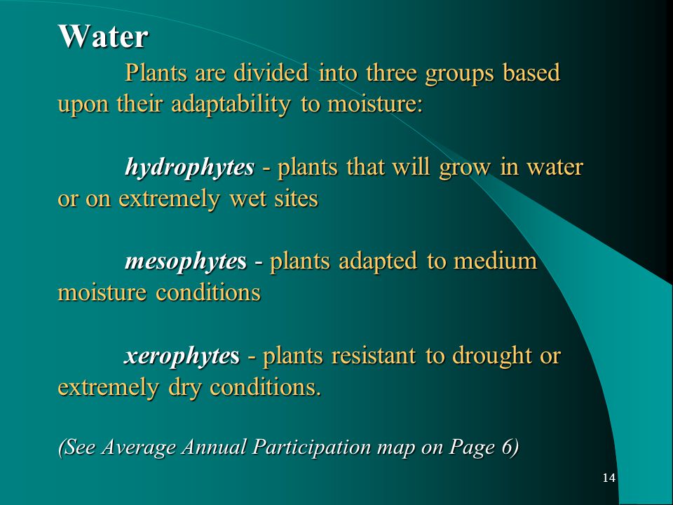14 Water Plants are divided into three groups based upon their adaptability to moisture: hydrophytes - plants that will grow in water or on extremely wet sites mesophytes - plants adapted to medium moisture conditions xerophytes - plants resistant to drought or extremely dry conditions.