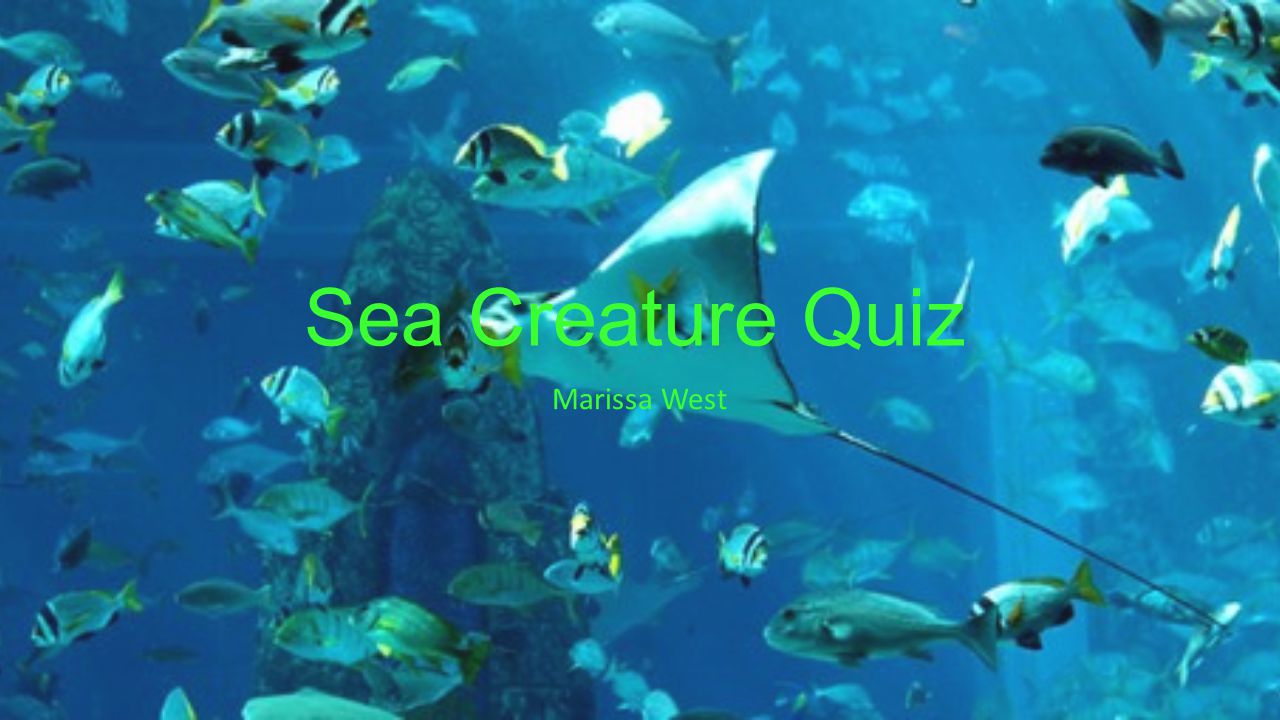 Sea Creature Quiz Marissa West