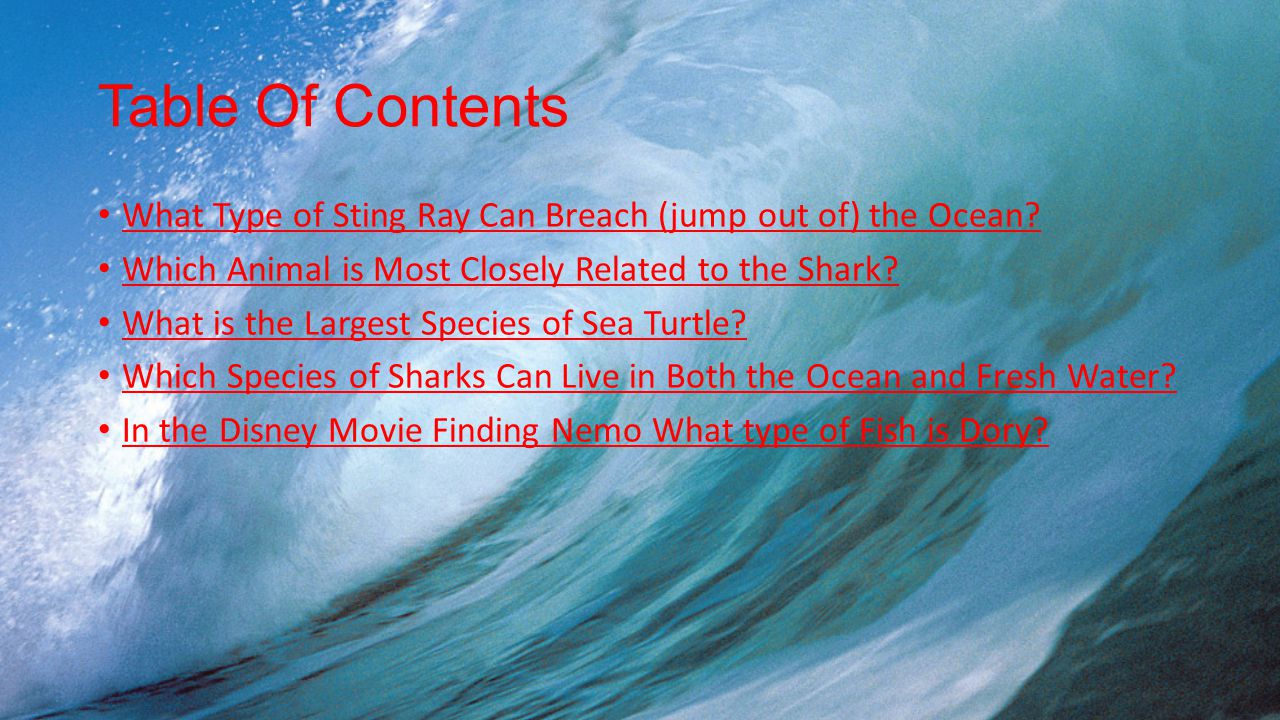 Table Of Contents What Type of Sting Ray Can Breach (jump out of) the Ocean.
