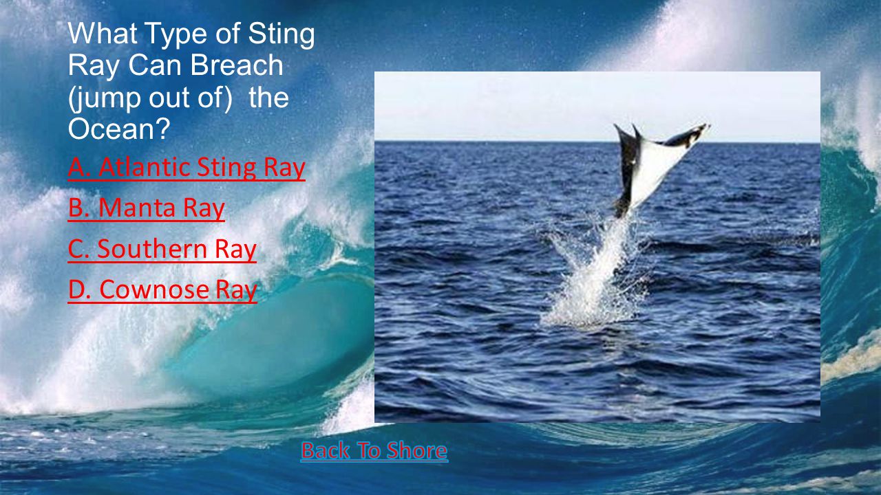 What Type of Sting Ray Can Breach (jump out of) the Ocean.