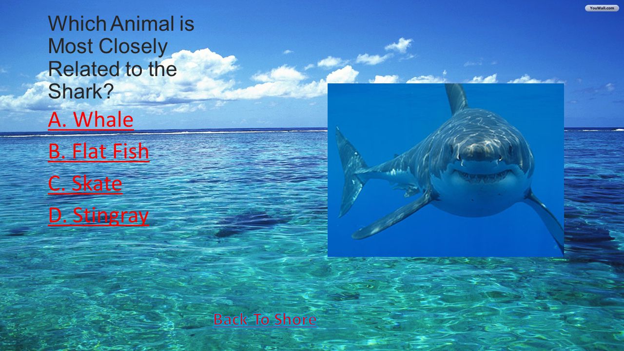Which Animal is Most Closely Related to the Shark A. Whale B. Flat Fish C. Skate D. Stingray