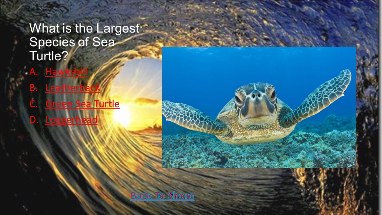 What is the Largest Species of Sea Turtle.