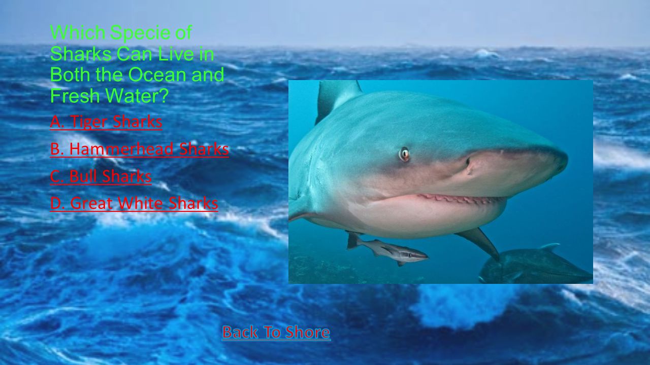 Which Specie of Sharks Can Live in Both the Ocean and Fresh Water.